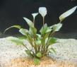 Walkers Wasserkelch (Cryptocoryne walkeri)