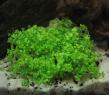 Kubanisches Perlkraut (Hemianthus callitrichoides)