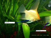 Skalare - KÃ¶nige im Aquarium