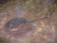 Haltung von S&Atilde;&frac14;&Atilde;�wasserstachelrochen