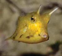 Digitale Aquarienfotografie - Grundlagen fÃ¼r gute Fotos