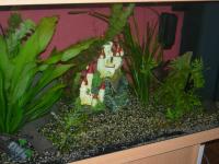 Wie bringe ich Lilli`s zum laichen ohne Stre&Atilde;�