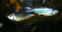 AbkÃ¼rzungen in der Aquaristik und im Forum