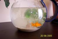 Typisch Goldfisch?!