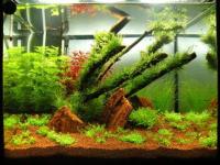 Aquascaping â uralte Philosophien mit neuem Schwung