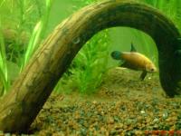 Ein Artgerechtes Betta Splendens Aquarium- Nur wie?