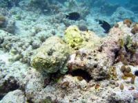 Rekorde der Fische