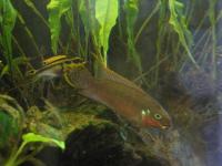 Zuchtformen - Augenschmaus oder GeiÃel der Aquaristik?