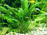 Pflanzenpflege im Aquarium