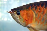 Arowana und andere