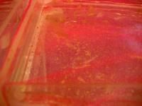 Laichrost fÃ¼r Salmler!