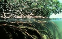 Mangrovenwurzeln - Weiche Hartholzdekoration fÃ¼r Vivarien