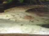 Pelvicachromis Pulcher- Nachzucht im Gesellschaftsaquarium
