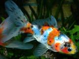 Asia-Aquaristik Teil 2: Zuchtformen des Goldfisches