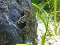 Punktierter Schilderwels