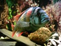 Haplochromis sp. 44