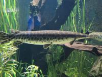 Gefleckter Knochenhecht