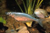 Silberregenbogenfisch