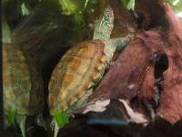 Chinesische Dreikielschildkröte