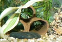 L 270 Schokoladen-Zebrawels