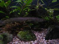 Schmuck-Flösselhecht / Schönflösselhecht