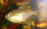Brillantsalmler