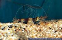 Hummelgarnele - Zebrazwerggarnele