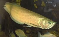 Arowana / Gabelbart