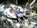 Froschwels / Wanderwels