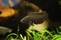 Orange Buschfisch