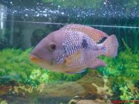 Brasilperlmutterfisch