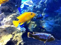 Pseudotropheus sp. msobo magunga /alt Handelsname 