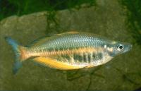 Gestreifter Regenbogenfisch