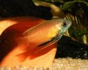 Honigfadenfisch