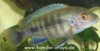 Pseudotropheus Polit