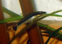 Arnolds Ohrgitterharnischwels