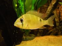 Schwanzstreifenbuntbarsch