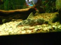 Scherenschwanz Fiederbartwels