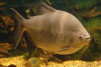Schwarzer Pacu