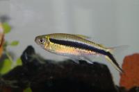 Schrägschwimmer