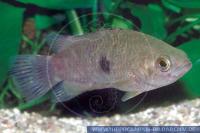 Gefleckter Buschfisch