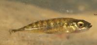 Neunstachliger Stichling