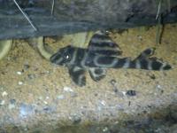 L 199 Orinoko - Tigerharnischwels