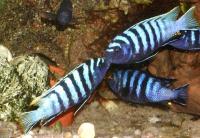 Blauer Malawibuntbarsch