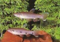 Dreipunkt Pyrrhulina