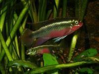 Pelvicachromis sacrimontis
