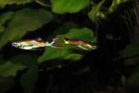 Endler Guppy