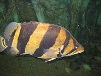 Schner Tigerbarsch