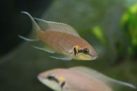 Prinzessin von Burundi