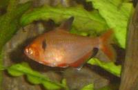Blutsalmler / Serpasalmler